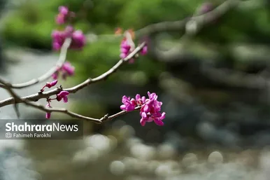 گزارش تصویری | دره «ارغوان» مشهد