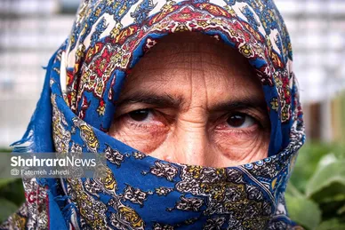 گزارش تصویری | گلخانه توت فرنگی