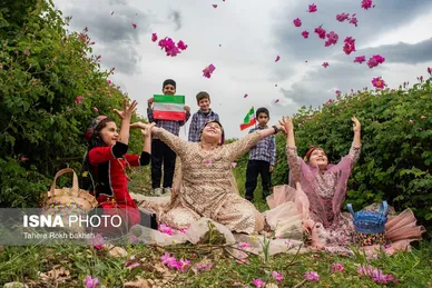 گزارش تصویری | برداشت گل محمدی و تهیه گلاب به یاد دانش‌آموزان شهید میناب - میمند