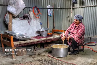 برداشت نیشکر در مازندران