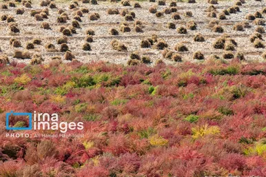 گزارش تصویری | جاروی سنتی قَرامَلِک