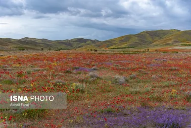 ایران زیباست | طبیعت هزار رنگ جلگه ارومیه