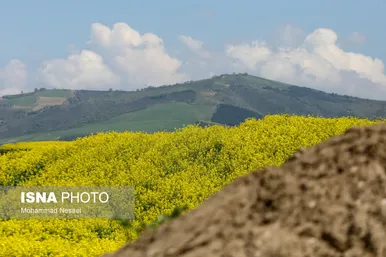 ایرانِ زیبا | «کلزای» بهاری در گلستان