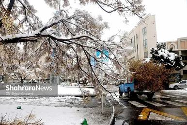 گزارش تصویری | شکستگی درختان در مشهد بر اثر بارش برف