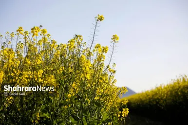 گزارش تصویری | مزارع «کلزا» در نزدیکی مشهد