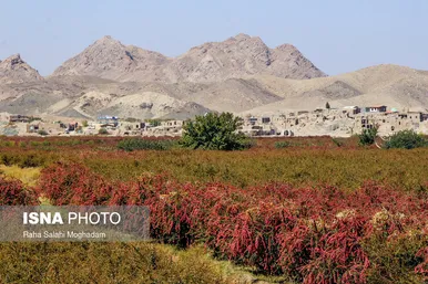 برداشت «زرشک» در روستا‌های خراسان جنوبی