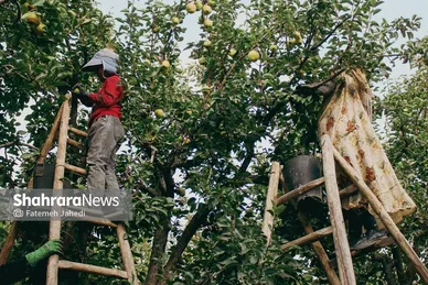 گزارش تصویری | برداشت گلابی از باغات چناران