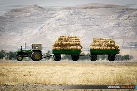افزایش ۲۹ درصدی خرید تضمینی گندم در خراسان&zwnj;رضوی طی ۴ ماه نخست سال ۱۴۰۳