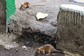کانون حضور موش&zwnj;ها در مشهد از ۶۰ به ۱۱ مورد کاهش یافته است