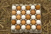 آزادشدن واردات تخم‌‌مرغ نطفه‌دار گوشتی