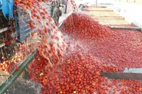 با رب‌گیری در میادین میوه برخورد می‌شود