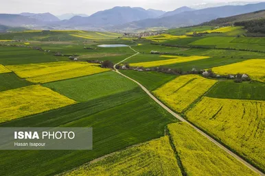 ایران زیباست | کشت کلزا در مناطق کوهستانی دودانگه - مازندران