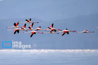 ایران زیباست | روز جهانی پرندگان مهاجر