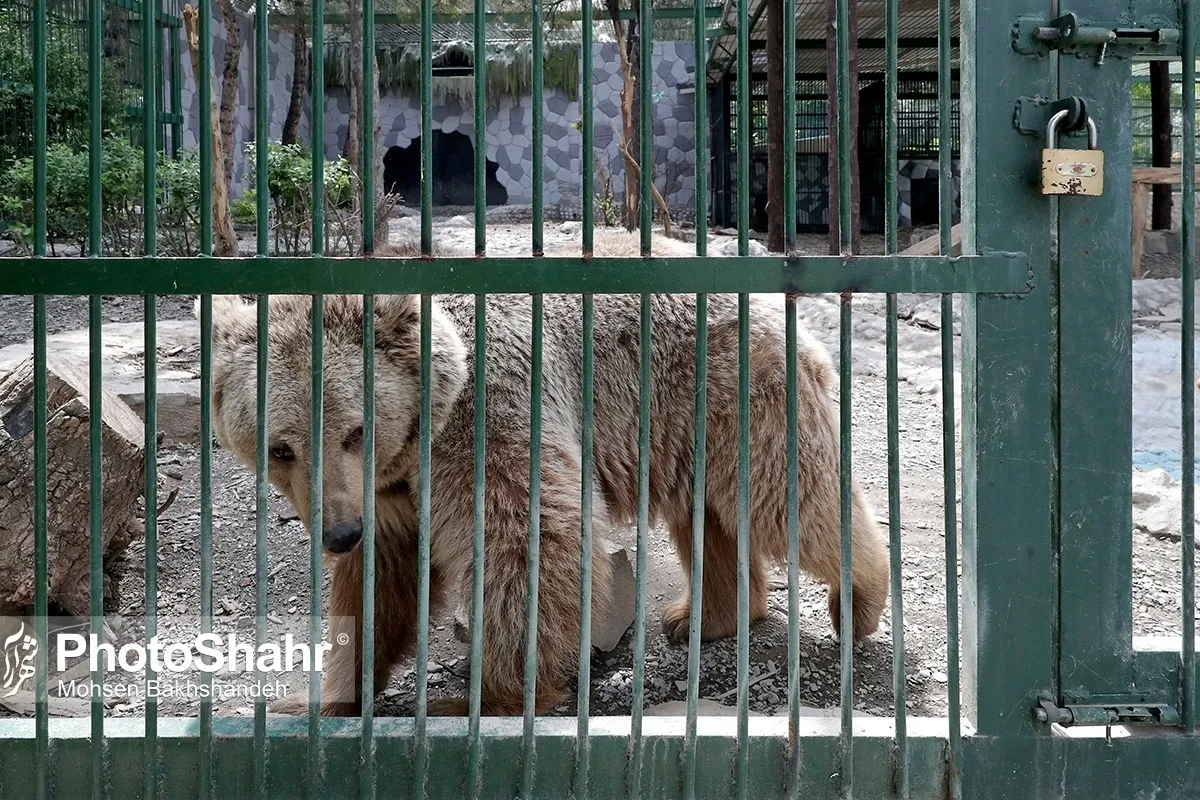 توضیحات رئیس سازمان حفاظت محیط زیست در مورد حیوانات باغ وحش مشهد + فیلم