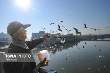 ایران زیباست | پرندگان پل سفید اهواز