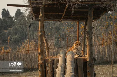 ۹ ماهگی «پیروز»