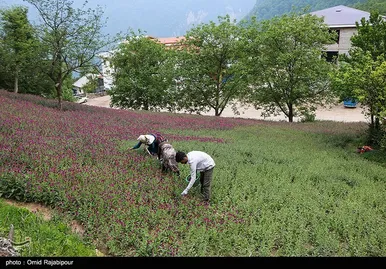 ایران زیباست | برداشت گل گاو زبان در روستای سجیران گیلان