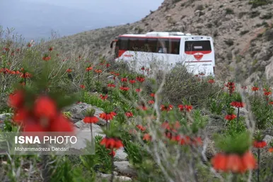 لاله‌ی «واژگون» و شاهنامه فردوسی