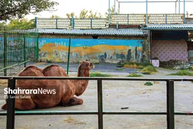باغ&zwnj;وحش مشهد در قفس آشفتگی