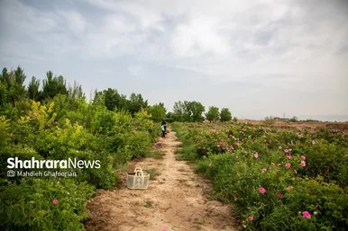 برداشت گل محمدی در روستای فرخد در نزدیکی مشهد