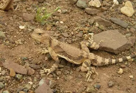 رونمایی از نمونه&zwnj;های ۹ گونه از خزندگان ایران