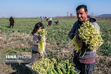 ایران زیباست | باغ گل نرگس آزادشهر - گلستان