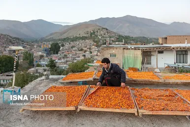 ایران زیباست | «خرو» بزرگ‌ترین تولیدکننده آلو در کشور