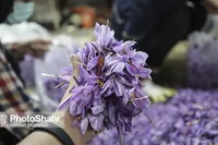 ثبت مالکیت معنوی زعفران ایران در جهان، سد بزرگی بر سر راه قاچاق محصول بی کیفیت
