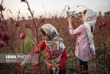 ایران زیباست | برداشت چای ترش