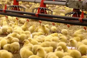 ثبت ۱۲میلیون و ۸۱ هزار قطعه&zwnj;ای در مرغداری&zwnj;های خراسان رضوی در یک ماه اخیر | جوجه&zwnj;ریزی بیش از تعهد ابلاغی