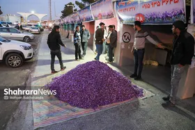 برداشت زعفران از مزارع تربت حیدریه