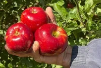مواد غذایی ضد آلودگی هوا را بشناسید