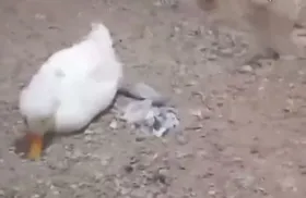 ماجرای پرنده&zwnj;خواری در پارک کوهسنگی مشهد چه بود؟