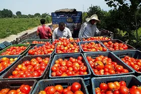 گوجه&zwnj;کاران به پول رسیدند