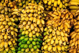 رانت واردات موز در قبال صادرات سیب!