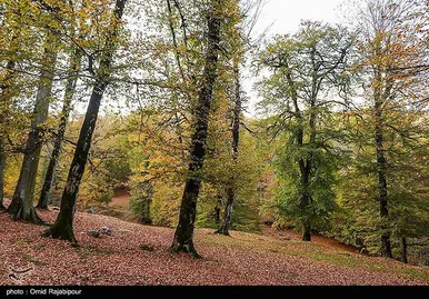 ایران زیباست؛ طبیعت پاییزی - گیلان