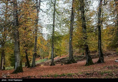 ایران زیباست؛ طبیعت پاییزی - گیلان