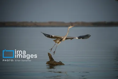 گزارش تصویری | دنیای پرندگان