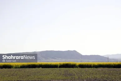 گزارش تصویری | مزارع «کلزا» در نزدیکی مشهد