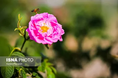 برداشت گل محمدی در کاشان