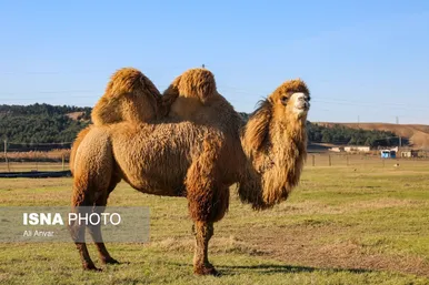 مزرعه شتر دوکوهانه در استان اردبیل