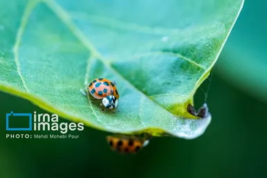 عکس‌هایی از دنیای شگفت انگیز حشرات