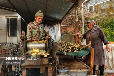 برداشت نیشکر در مازندران