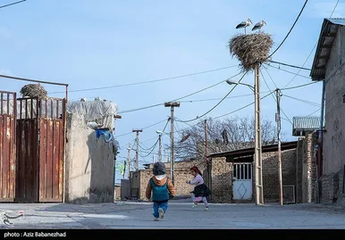 ایران زیباست | همزیستی لک لک‌ها در روستای کپر جودکی بروجرد با مردم روستا