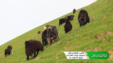دشت‌های ولایت فاریاب افغانستان در آستانه نوروز