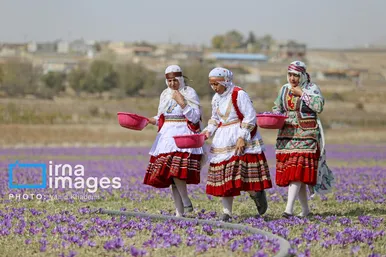 ایران زیباست | برداشت زعفران از مزارع «فاروج»