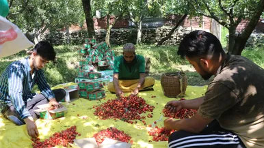 برداشت گیلاس در کشمیر