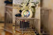 مزار رئیس جمهور شهید، آیت الله سید ابراهیم رئیسی، در کدام صحن حرم امام رضا(ع) قرار دارد؟
