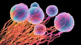 غربالگری سه سرطان شایع در مراکز جامع سلامت زیر پوشش دانشگاه علوم پزشکی مشهد