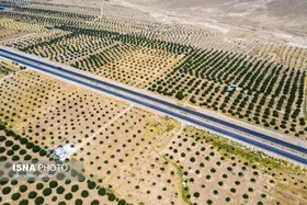 ایران زیباست | بزرگترین انجیرستان دیم جهان - استهبان